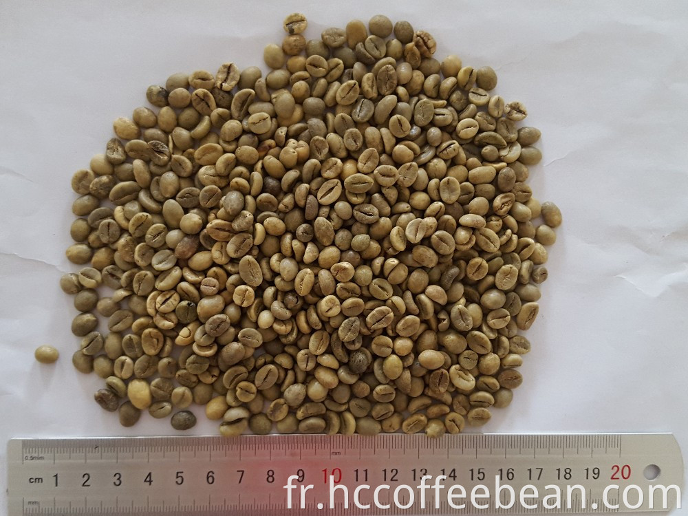 grains de café vert robusta, nouvelle récolte, lavé, poli grade A, écran 16